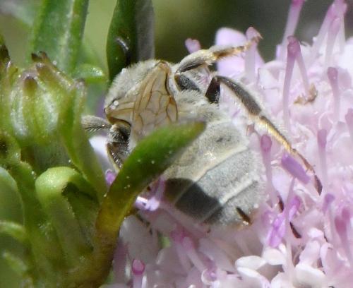 Réf. 232 555 : Seladonia pollinosa